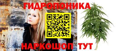 шишки Славгород